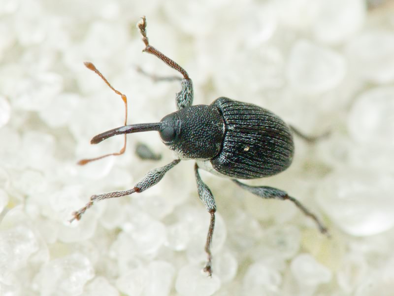 Archarius salicivorus (Paykull, 1792)